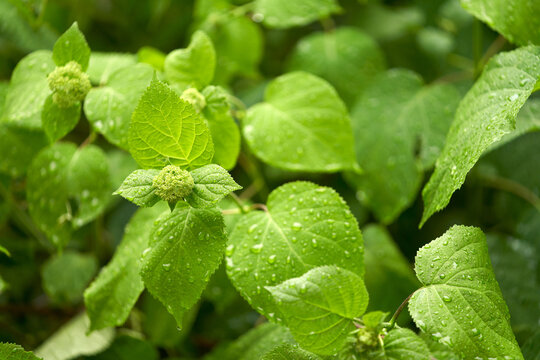 A green hydrangea bush with raindrops on its leaves. Summer rain in the garden.