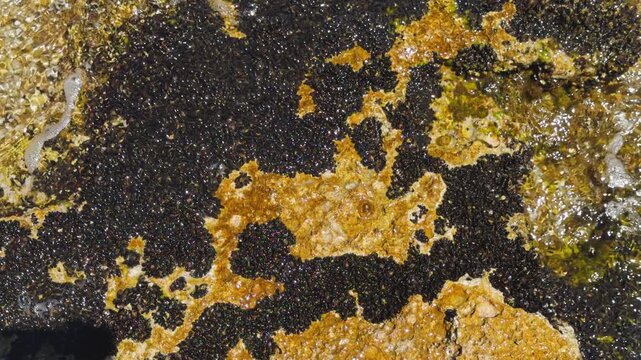 Static close-up shot of a dense colony of wild black mussels clustered on coastal rocks, with clear crystal sea water waves continuously splashing over them.