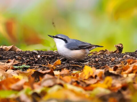 Eurasian nuthatch on forest floor among autumn leaves