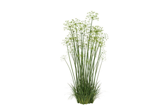A tall bunch of white allium flowers with slender green stems and grassy leaves, botanical garden vegetation isolated on a transparent background