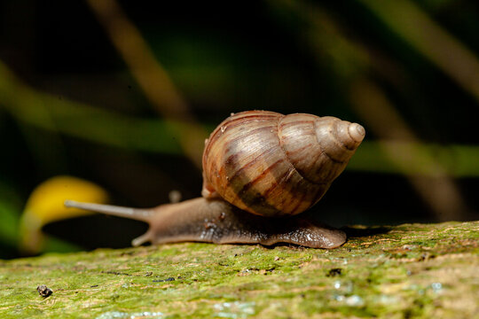 A snail crawling on a damp surface in the morning