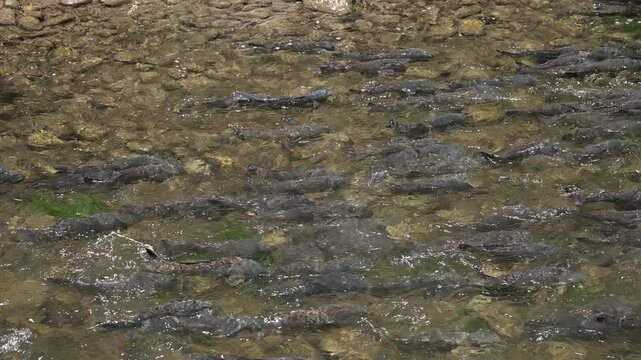 Spawning carp filling the Provo River as they spawn during the summer in Utah.