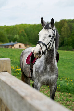 A gray piebald riding horse stands by a fence on a green pasture.