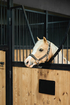 A closeup of a Welsh pony in a modern stable.