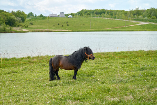 A brown Shetland pony in a clearing by the pond.