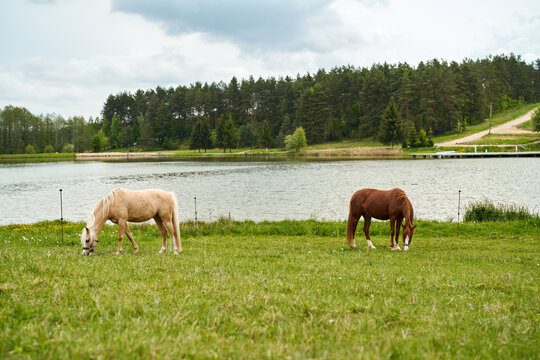 Two Welsh ponies grazing in a meadow.