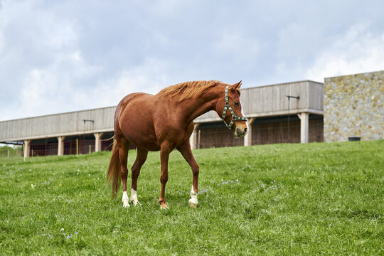Welsh brown pony grazing on a green meadow under a cloudy sky.