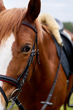 Closeup of the eye of a brown Welsh Riding Pony.