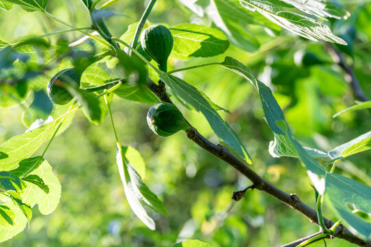 Close-up of green unripe figs growing on a tree branch with lush leaves in a sunny garden.Young fig fruits ripening on a common fig tree branch during summer season.Fresh green figs hanging on a branc