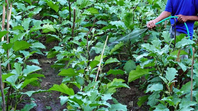 ​A farmer watering eggplant crops in a lush garden using a hose. High-quality footage showcasing daily agricultural activities, organic farming practices, and sustainable crop irrigation in a rural fa