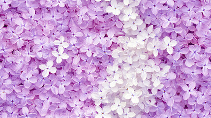 Obraz premium Seamless pattern featuring lilacs various shades of purple and white, creating beautiful floral backdrop that evokes