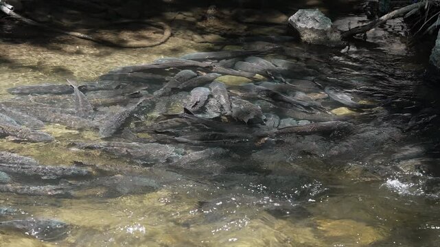 Large school of carp spawning in the Provo River in slow motion.