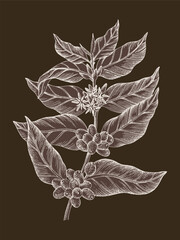 Obraz premium Hand drawn coffee tree branch