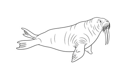 Walrus Swimming in Water. © Anis