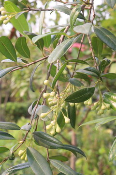 Syzygium paniculatum, the magenta lilly pilly, magenta cherry flower on tree