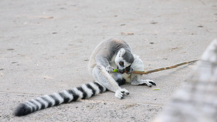 Obraz premium Ring-Tailed Lemur Sitting on Ground Chewing a Long Stick