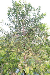 Fototapeta premium Syzygium paniculatum, the magenta lilly pilly, magenta cherry flower on tree