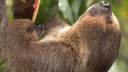 Fototapeta premium Close-up of Mother and Baby Two-Toed Sloth Eating Watermelon