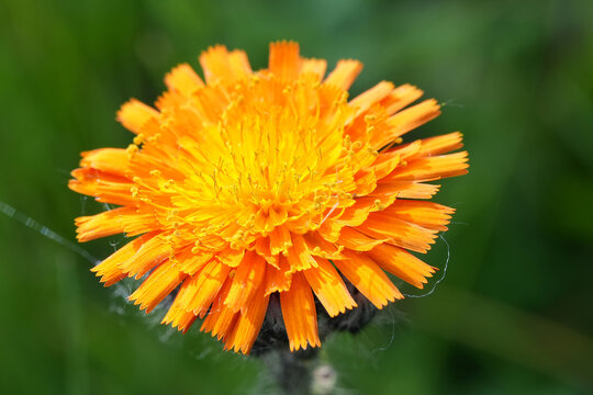 Closeup on a single Orange hawkweed flower, Hieracium aurantiacum