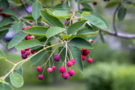Full frame abstract texture background of ripe red fruits on a serviceberry (Amelanchier grandiflora) tree