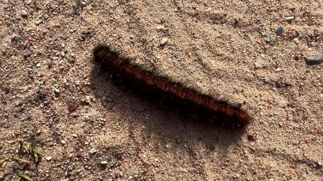 Hairy brown caterpillar crawling on sandy ground, showing wildlife and insect life