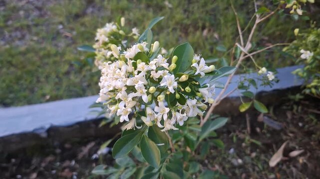 White Blossom Flowers Blooming on Green Shrub Branch