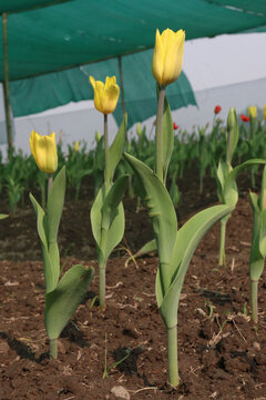 Tulip flower plant on field in farm for harvest