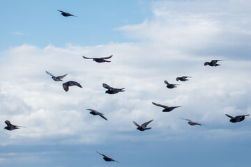 Fototapeta premium Birds fly against a cloudy sky. Their wings spread as they soar upward.