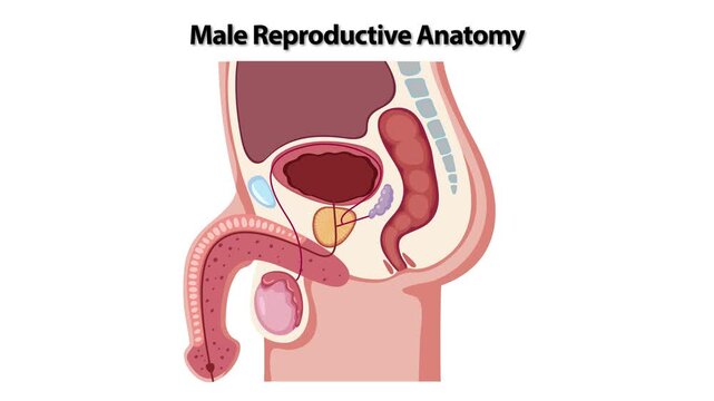 Detailed Medical Illustration of Male Reproductive Anatomy with Sequential Text Labels