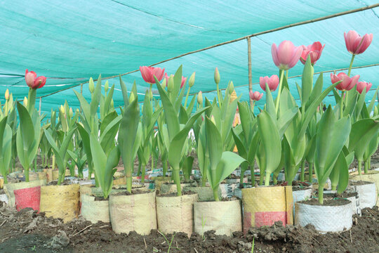 Tulip flower plant on field in farm for harvest