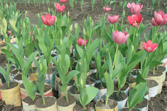 Tulip flower plant on field in farm for harvest
