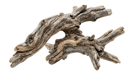 Fototapeta premium A piece of weathered, gnarled driftwood with complex, twisted branches and a smooth, greyish-brown texture, isolated on a white background, showing organic shapes and intricate details