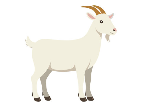 A full-length standing goat, side view. Flat color Illustration on a transparent background on a white background