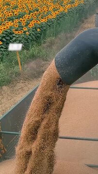 Golden Wheat Harvest Campaign with Blooming Sunflower Field Background. Drone footage of wheat harvest campaign. Combine harvester auger unloads a stream of golden grains into a tractor trailer.
