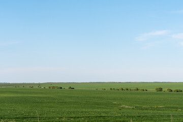 Fototapeta premium Wide green fields stretching to the horizon under a clear, calm blue sky