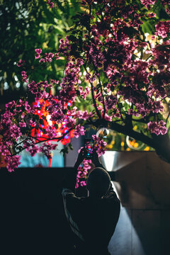 Woman photographing blooming tree with smartphone at nigh, Female capturing pink blossom with mobile phone camera in evening