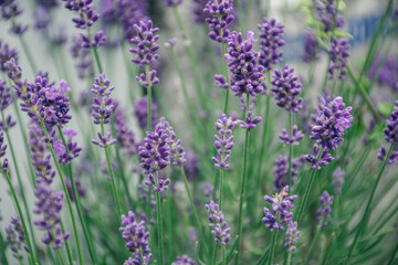 Obraz premium lavender field in provence