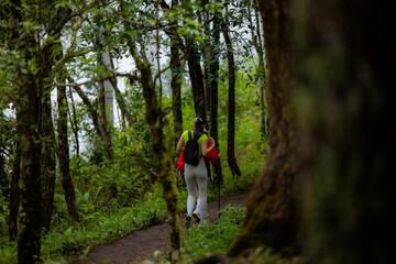 Fototapeta premium Woman hiking in rainforest. She loves hiking on nature trail. Enjoy adventure hiking in jungle.