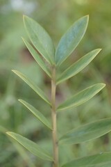 Fototapeta premium Beautiful Zanzibar Gem leaves in the garden