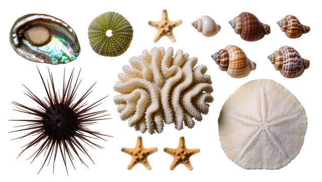 Collection of marine life abalone shell sea urchins coral starfish seashells, sand dollar