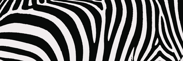 Zebra Pattern Close-up Isolated on White Background © yasirlatif