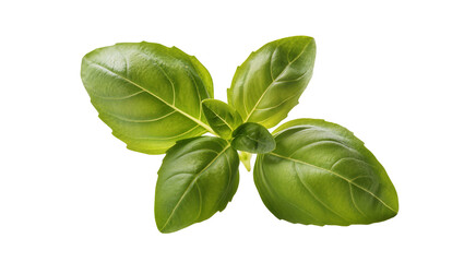 Obraz premium Fresh green basil herb sprig with visible veins, isolated on transparent background
