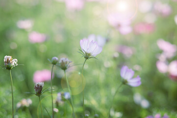 Fototapeta premium Pastel Cosmos Flowers In Natural Beauty 