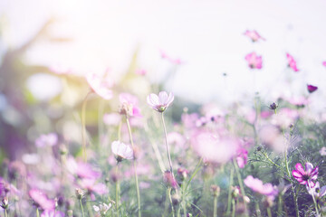 Obraz premium Soft Focus Cosmos Garden In Bloom 