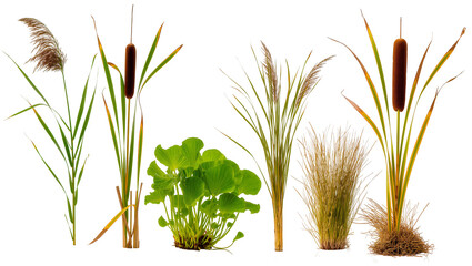 Cattails reeds, and aquatic plants with roots © Cressida