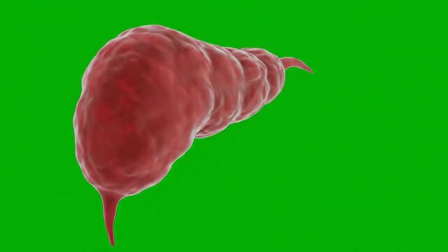 3D CGI Animation Of Pancreas Function Against Green Screen Background For Medical Visualization And Educational Purposes