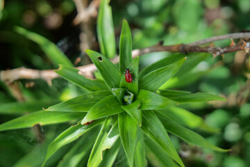 Red lily beetle sitting on green plant leaves. Close-up of garden pest on foliage showing insect and plant interaction in natural outdoor environment © Hanna