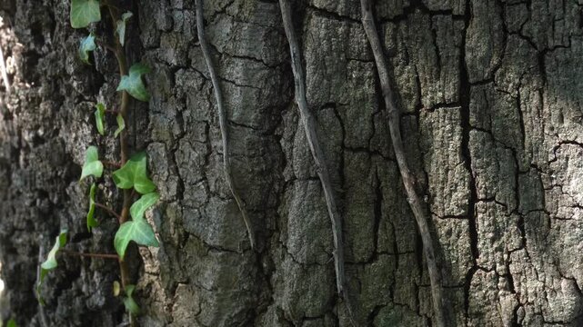 Ants moving along ivy-covered tree trunk in forest, close-up nature ecosystem