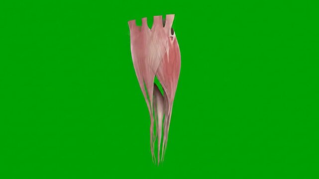 3D CGI Medical Animation of Achilles Tendon Anatomy on Green Chroma Key Background for Educational and Healthcare Use