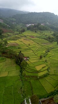 Aerial View of Lush Green Rice Terraces and Paddy Fields in Rural Indonesia Landscape